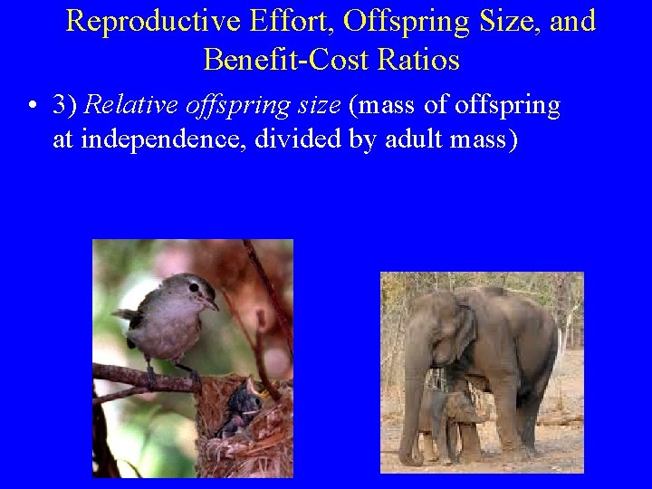 Reproductive Effort, Offspring Size, and Benefit-Cost Ratios • 3) Relative offspring size (mass of