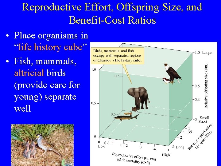 Reproductive Effort, Offspring Size, and Benefit-Cost Ratios • Place organisms in “life history cube”