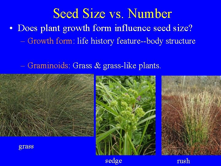 Seed Size vs. Number • Does plant growth form influence seed size? – Growth