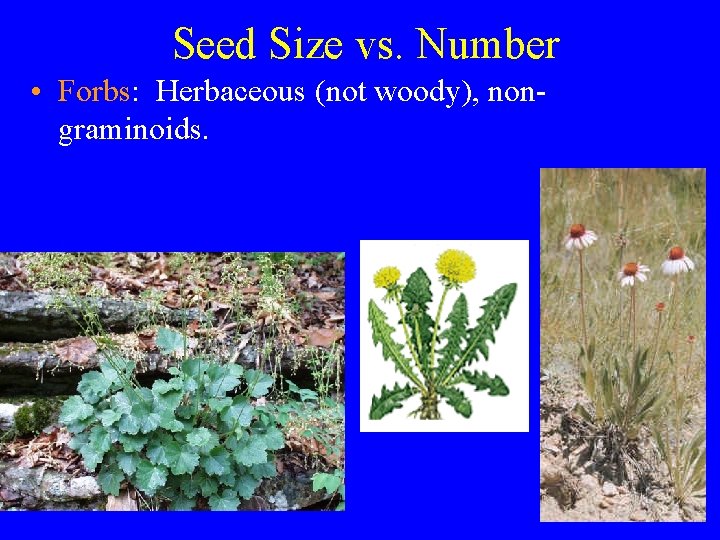 Seed Size vs. Number • Forbs: Herbaceous (not woody), nongraminoids. 