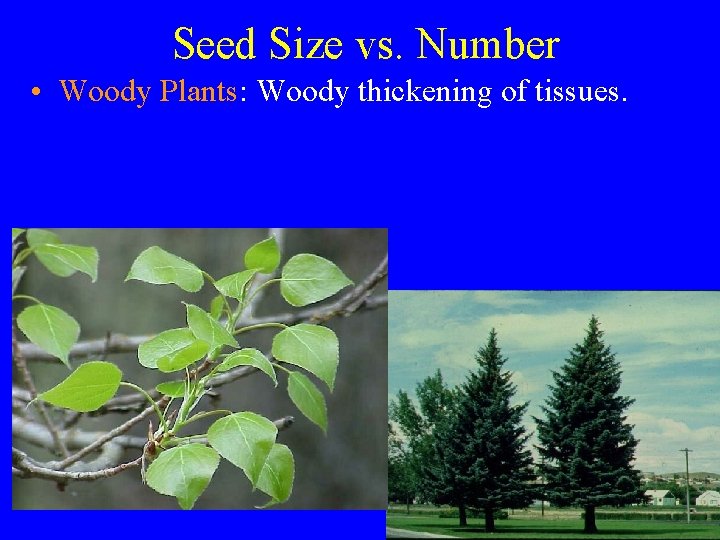 Seed Size vs. Number • Woody Plants: Woody thickening of tissues. 