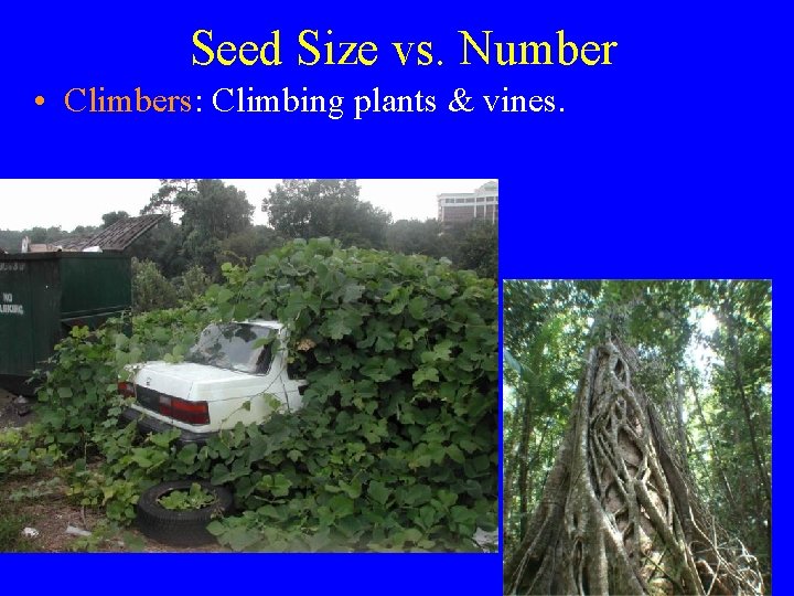 Seed Size vs. Number • Climbers: Climbing plants & vines. 