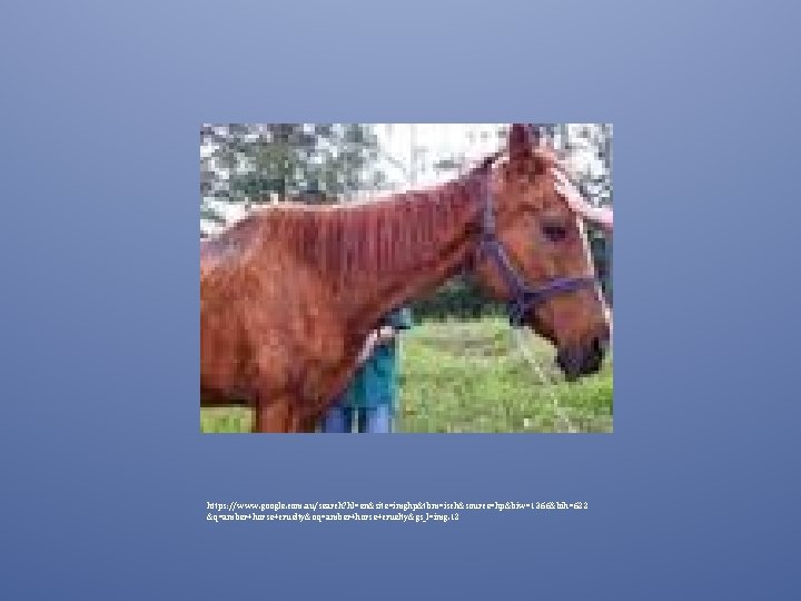 https: //www. google. com. au/search? hl=en&site=imghp&tbm=isch&source=hp&biw=1366&bih=622 &q=amber+horse+cruelty&oq=amber+horse+cruelty&gs_l=img. 12 