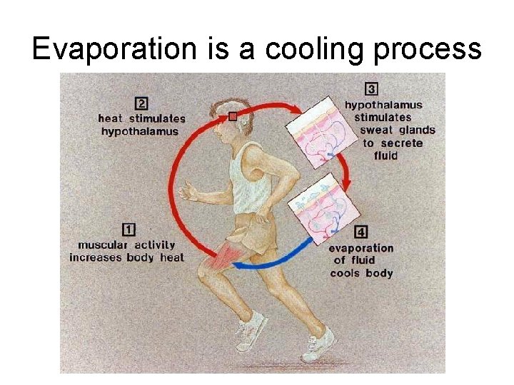 Evaporation is a cooling process 