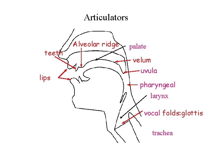 Articulators teeth lips Alveolar ridge palate velum uvula pharyngeal larynx vocal folds: glottis trachea