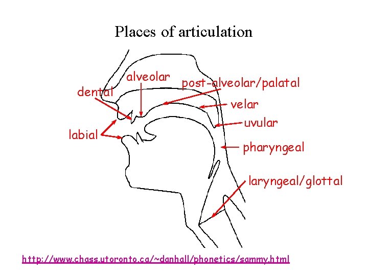 Places of articulation dental labial alveolar post-alveolar/palatal velar uvular pharyngeal laryngeal/glottal http: //www. chass.