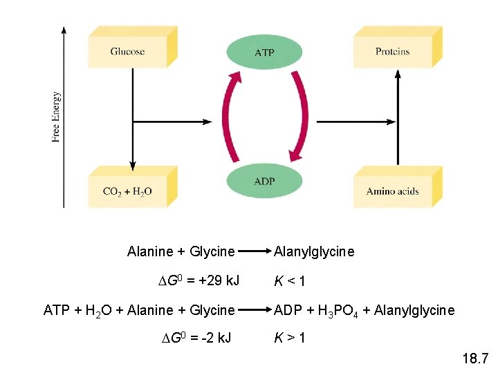 Alanine + Glycine G 0 = +29 k. J ATP + H 2 O