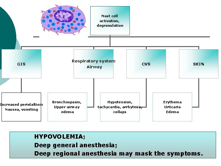 Mast cell activation, degranulation Respiratory system Airway GIS Increased peristaltism Nausea, vomiting Bronchospasm, Upper