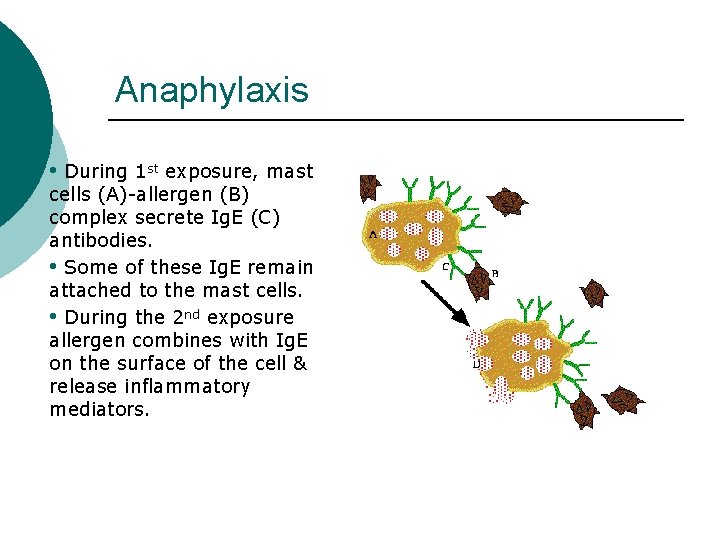Anaphylaxis • During 1 st exposure, mast cells (A)-allergen (B) complex secrete Ig. E