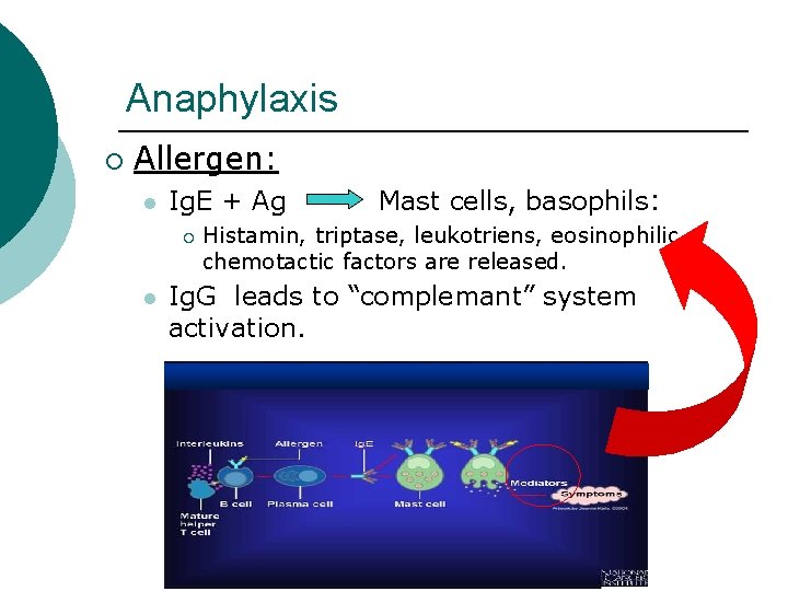 Anaphylaxis ¡ Allergen: l Ig. E + Ag ¡ l Mast cells, basophils: Histamin,