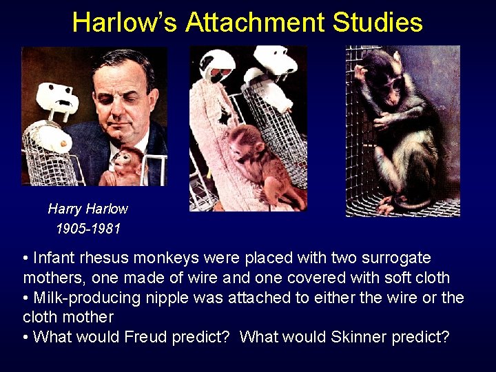 Harlow’s Attachment Studies Harry Harlow 1905 -1981 • Infant rhesus monkeys were placed with
