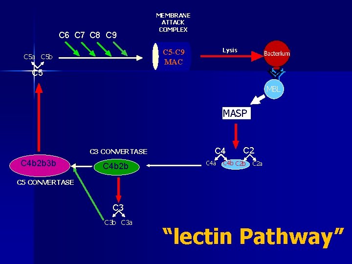 C 6 C 7 C 8 C 9 MEMBRANE ATTACK COMPLEX Lysis C 5