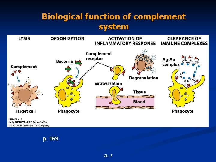 Biological function of complement system p. 169 Ch. 7 