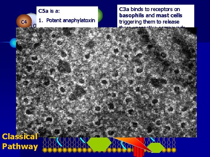 C 5 a is a: C 2 C 4 C 1 q C 3