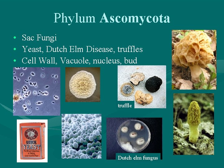 Phylum Ascomycota • Sac Fungi • Yeast, Dutch Elm Disease, truffles • Cell Wall,