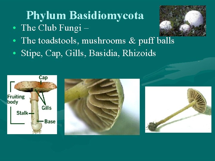  • • • Phylum Basidiomycota The Club Fungi – The toadstools, mushrooms &