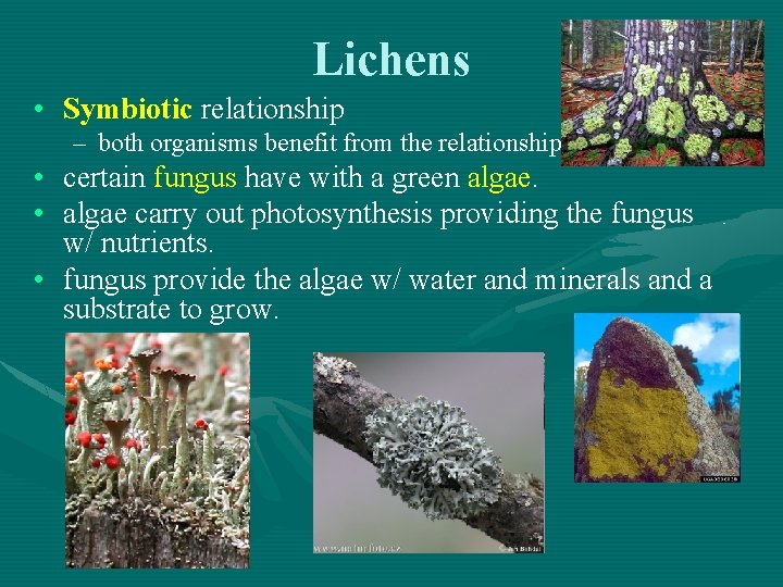 Lichens • Symbiotic relationship – both organisms benefit from the relationship • certain fungus