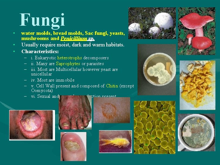  • • • Fungi water molds, bread molds, Sac fungi, yeasts, mushrooms and