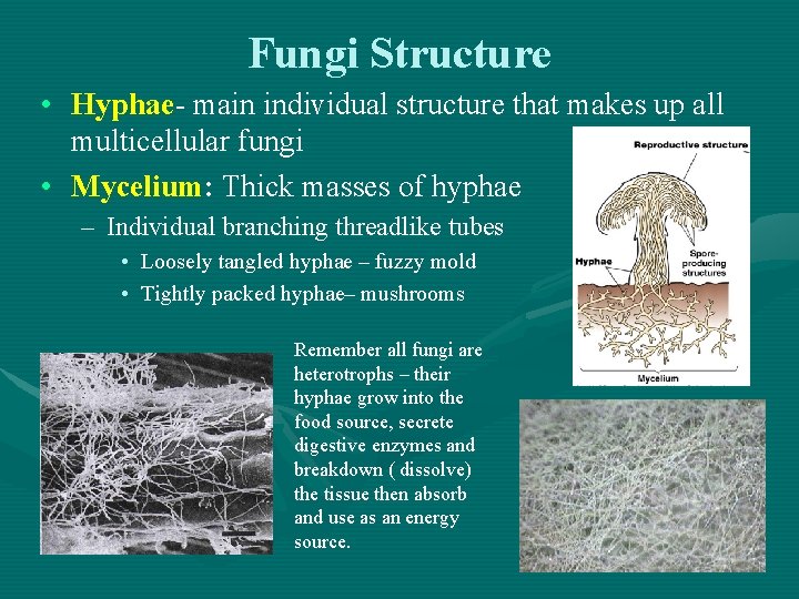 Fungi Structure • Hyphae- main individual structure that makes up all multicellular fungi •