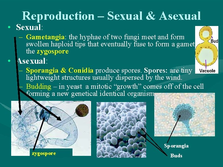 Reproduction – Sexual & Asexual • Sexual: – Gametangia: the hyphae of two fungi