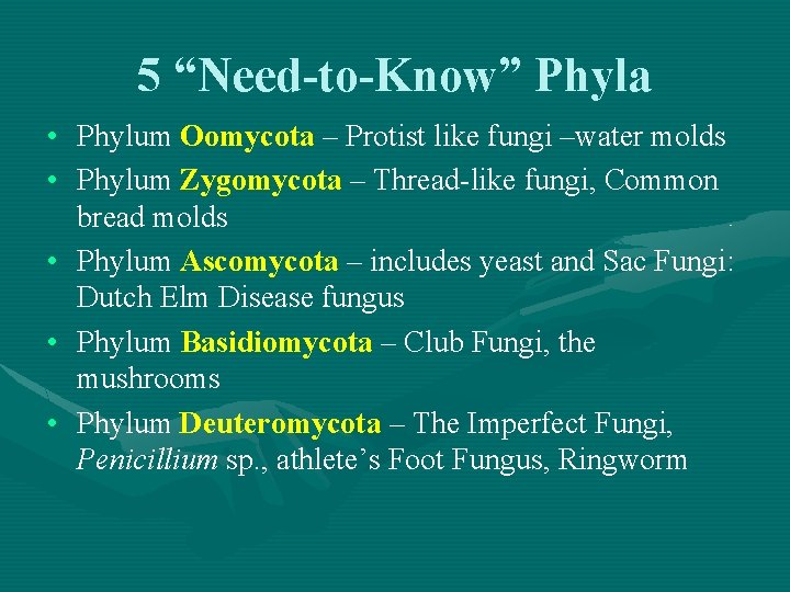 5 “Need-to-Know” Phyla • Phylum Oomycota – Protist like fungi –water molds • Phylum