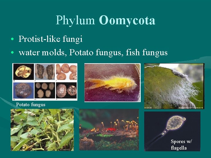 Phylum Oomycota • Protist-like fungi • water molds, Potato fungus, fish fungus Potato fungus