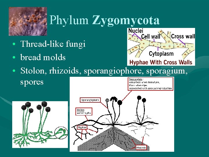 Phylum Zygomycota • Thread-like fungi • bread molds • Stolon, rhizoids, sporangiophore, sporagium, spores