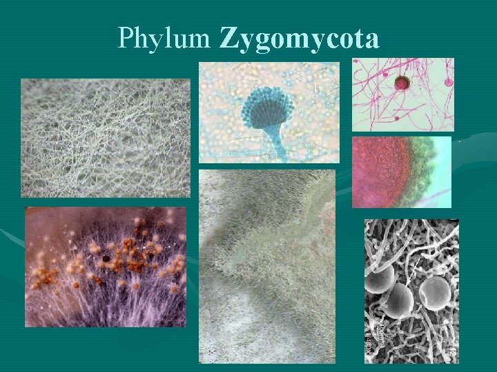 Phylum Zygomycota 