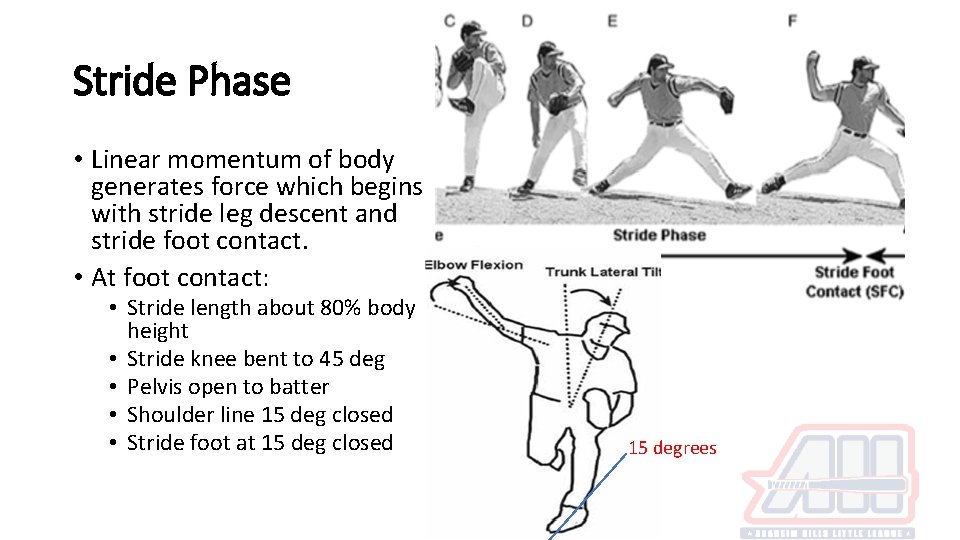 Stride Phase • Linear momentum of body generates force which begins with stride leg