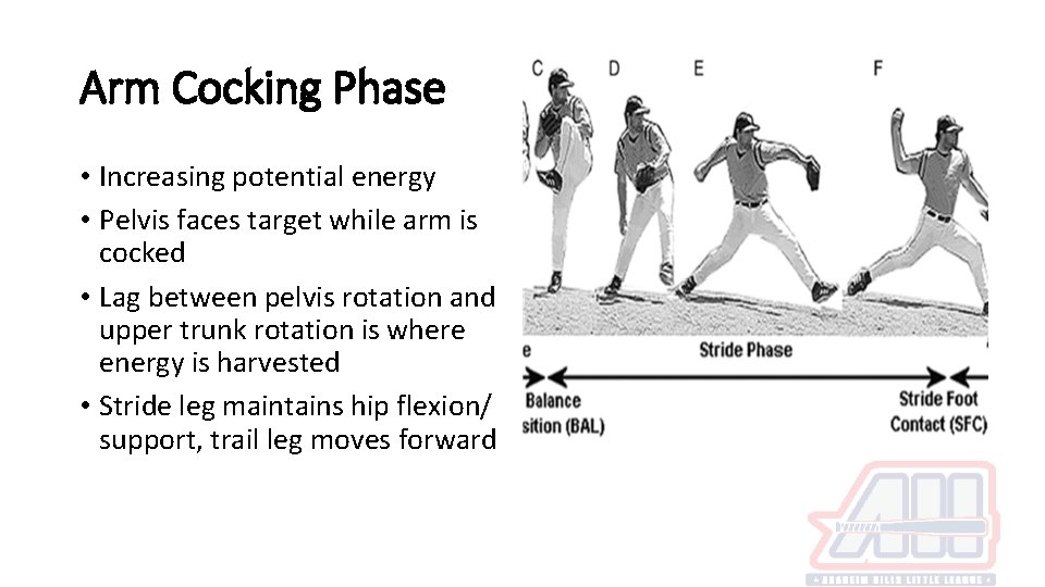 Arm Cocking Phase • Increasing potential energy • Pelvis faces target while arm is