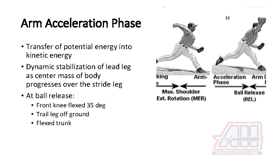 Arm Acceleration Phase • Transfer of potential energy into kinetic energy • Dynamic stabilization