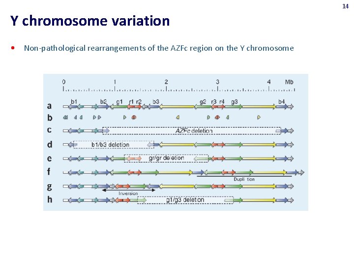 14 Y chromosome variation • Non-pathological rearrangements of the AZFc region on the Y