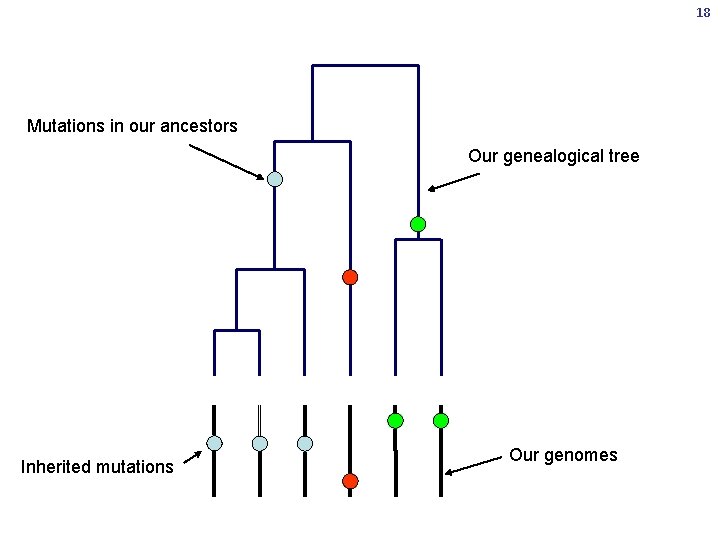 18 Mutations in our ancestors Our genealogical tree Inherited mutations Our genomes 