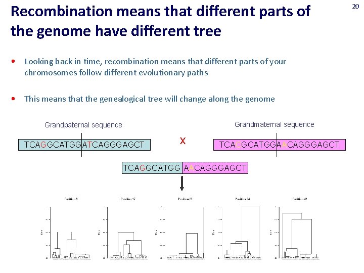 Recombination means that different parts of the genome have different tree • Looking back