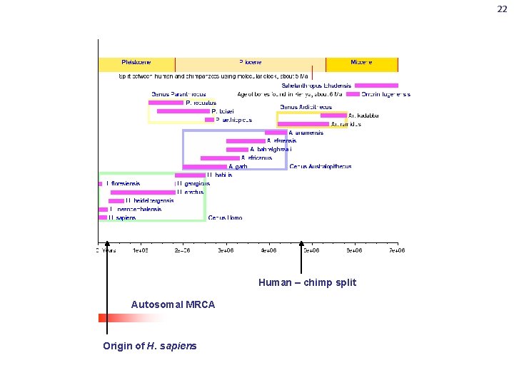 22 Human – chimp split Autosomal MRCA Origin of H. sapiens 