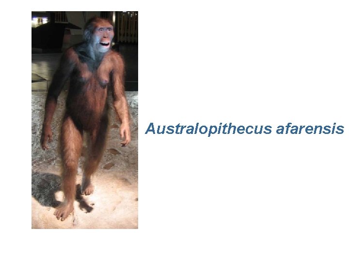 Australopithecus afarensis 