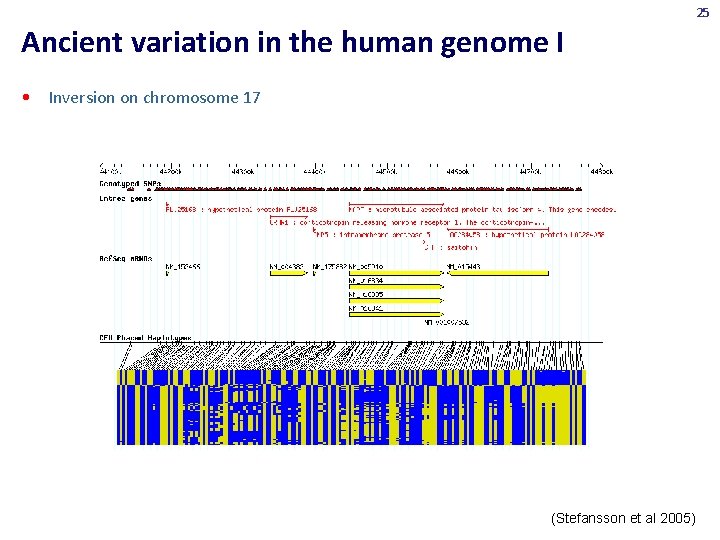 25 Ancient variation in the human genome I • Inversion on chromosome 17 (Stefansson