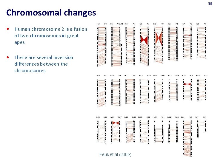 30 Chromosomal changes • Human chromosome 2 is a fusion of two chromosomes in