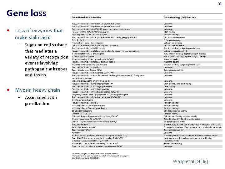 31 Gene loss • Loss of enzymes that make sialic acid – Sugar on