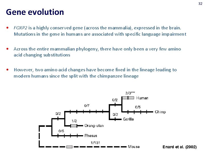 32 Gene evolution • FOXP 2 is a highly conserved gene (across the mammalia),