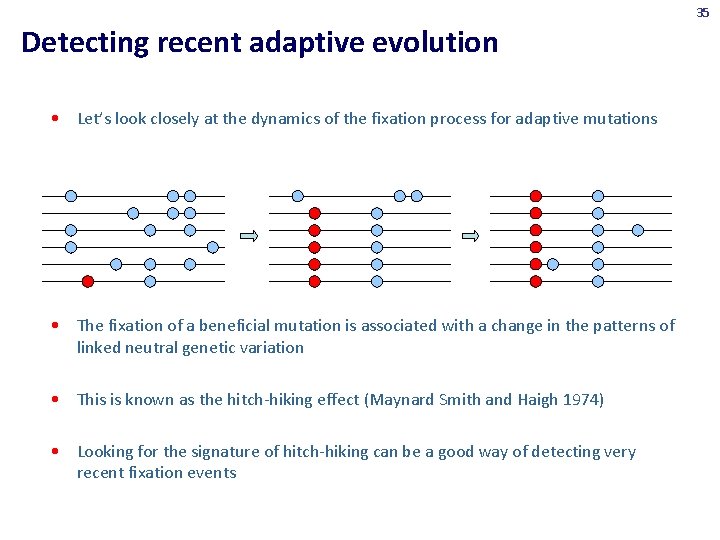 35 Detecting recent adaptive evolution • Let’s look closely at the dynamics of the