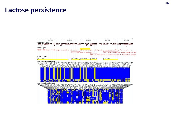 36 Lactose persistence 