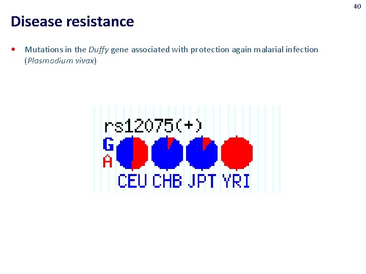 40 Disease resistance • Mutations in the Duffy gene associated with protection again malarial