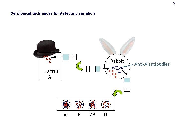 5 Serological techniques for detecting variation Rabbit Human A A B AB O Anti-A