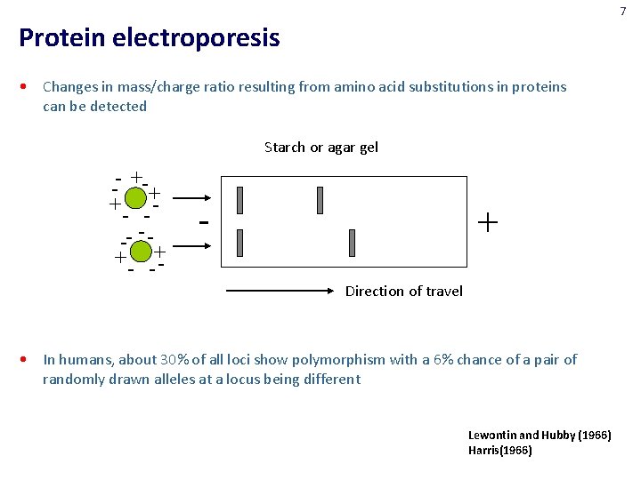 7 Protein electroporesis • Changes in mass/charge ratio resulting from amino acid substitutions in