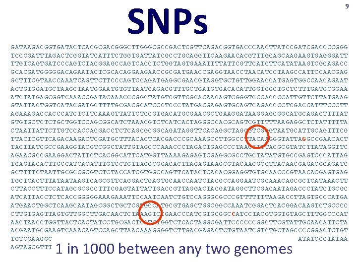 SNPs 9 GATAAGACGGTGATACTCACGCGACGGGCTTGGGCGCCGACTCGTTCAGACGGTGACCCAACTTATCCGATCGACCCCGGG TCCCGATTTAGACTCGGTATCATTTCTGGTGATTATCGCCTGCAGGTTCAAGAACACGTTTGCAGCAAGAAGTGAGGGATT TTGTCAGTGATCCCAGTCTACGGAGCCAGTCACCTCTGGTAGTGAAATTTTATTCGTTCATCTTCATATAAGTCGCAGACC GCACGATGGGGGACAGAATACTCGCACAGGAAGAACCGCGATGAACCGAGGTAACCTAACATCCTAAGCCATTCCAACGAG GCTTTCGTAACCAAATCAGTTCTTCCCAGTCCAGATGAGGCGAACGTAGGTGCTGTTGGAACCATGAGTGGCCAACAGAAT ACTGTGGATGCTAATGGAATGTGTTAATCAGACGTTTGCTGATGTGACACATTGGTCGCTGCTCTTTGATGCGGAA ATCTATGAGCGGTCAAACCGATACAAACCCGGCTATGTCGTTCGCACAACAGTCGGGTCCCACCCCATTGTTCTTATGAAG GTATTACTGGTCATACGATGCTTTTGCGACGCATCCCTATGACGAGAGTGCAGTCAGACCCCTCGACCATTTCCCTT AGAAAGACCACCCATCTCTTCAAAGTTATTCTCCGTGACATGCGAACGCTGAAGGATAAGGAGCGGCATGCAGACTTTTAT GTGTGCTCTCTGCTGGTCCAGCGGCATCTAAACGTCTCATCACTAGGGCCACGCAGTCGTTTTTAAGAGGCTCTATTTTTA CTAATTATTCTTGTCCACCACGACCTCTCAGCGCGGCAGATAGGTTCACAGGCTAGCGTCGGGTAATGCATTGCAGTTTCG TTACTCGTTCAGACAAGACTCGATGCTTTACACTCACGACCCGCAAAGCCTTGGCCTTACAAGGGTATTAGGCCGAACACT