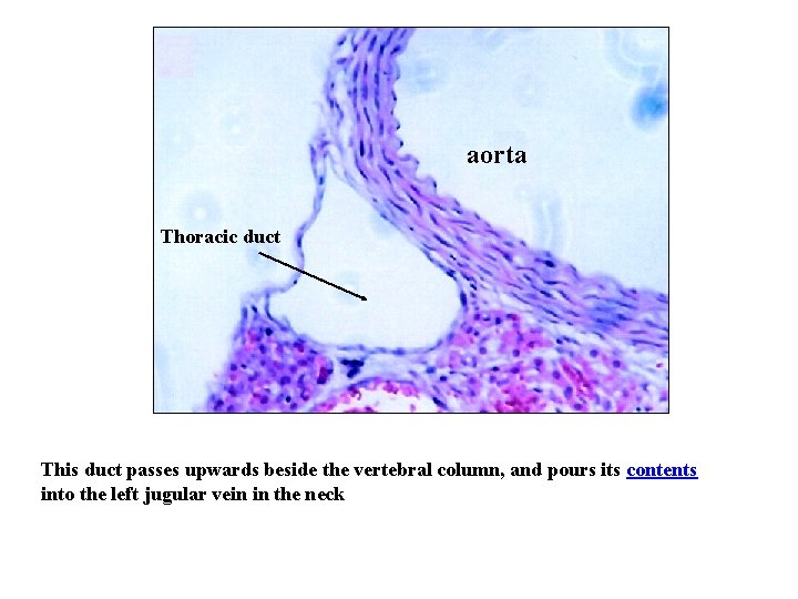 aorta Thoracic duct This duct passes upwards beside the vertebral column, and pours its