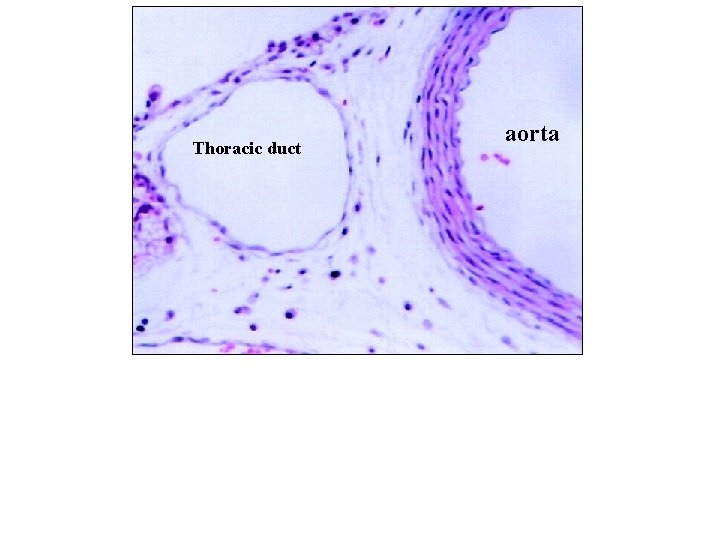 Thoracic duct aorta 