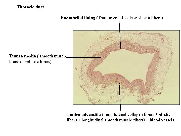 Thoracic duct Endothelial lining (Thin layers of cells & elastic fibers) Tunica media (