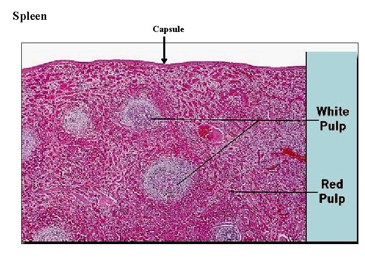 Spleen Capsule 